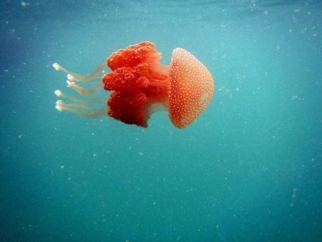 huge jellyfish at Bako