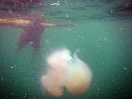 huge jellyfish at Bako