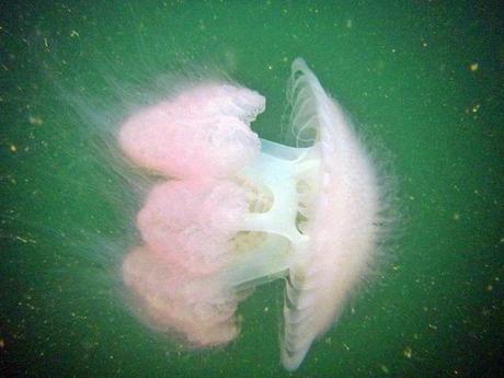 huge jellyfish at Bako