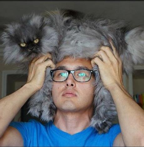 Meet Colonel Meow, Guiness World Record Holder - Paperblog