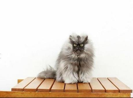 Colonel Meow