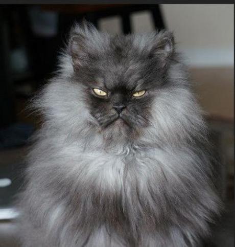 Colonel Meow