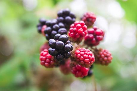 Wild blackberries - Moras silvestres