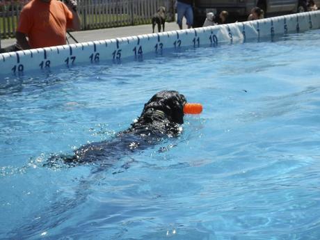 Doggie at Air Dogs Show