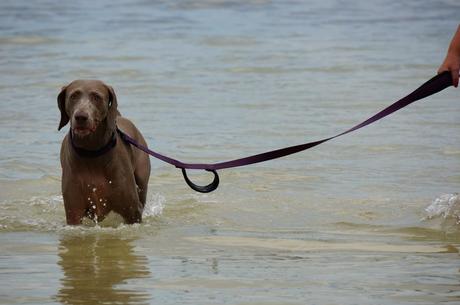 Wet Savannah