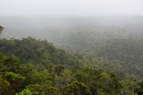Cloud Forest Kauai