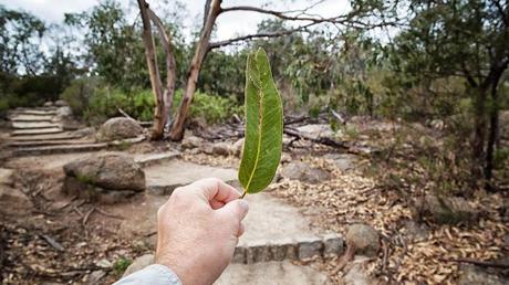 holding large eucalypt leaf