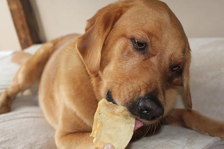 Virbac C.E.T HEXtra Dog Chews Review