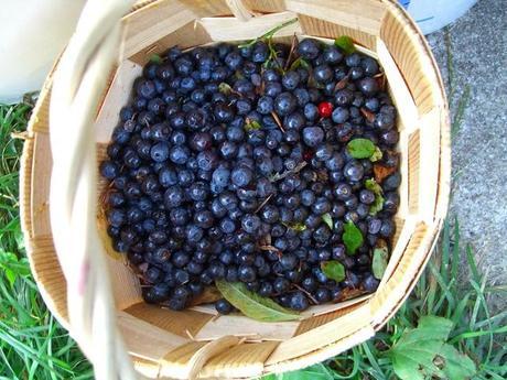 portland berries