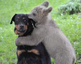 If this puppy and bear can find peace, so can you. :)