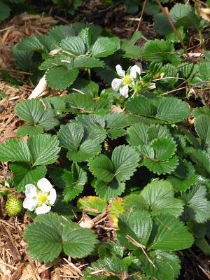 Spring started weeks ago!