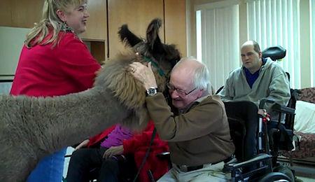 Precious Therapy Llamas Bring Joy To Sick And Elderly