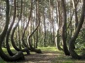 Krzywy Las: Crooked Forest Poland