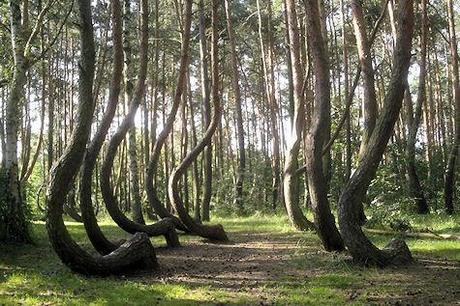 Krzywy Las: The Crooked Forest Of Poland