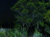 Starry Night… Stargazing Chasing Aurora Southern Lights Tasmania