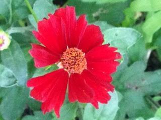 COREOPSIS 'ROULETTE'