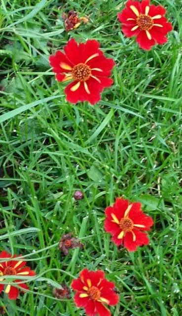 COREOPSIS 'ROULETTE'