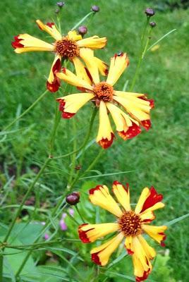 COREOPSIS 'ROULETTE'