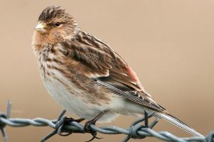 £1million to help save England’s threatened species