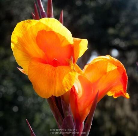 Orange and Yellow Cannas Orange Canna © 2013 Patty Hankins