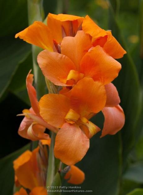 Orange and Yellow Cannas Freedom Canna © 2013 Patty Hankins