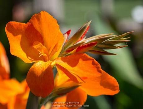 Orange and Yellow Cannas Orange Punch Canna © 2013 Patty Hankins