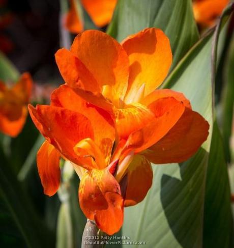 Orange and Yellow Cannas Orange Punch Canna © 2013 Patty Hankins