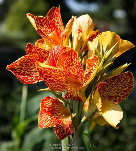 Orange and Yellow Cannas Maui Punch Canna © 2013 Patty Hankins