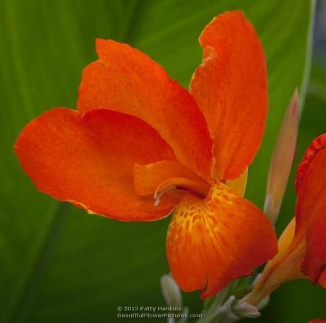 Orange and Yellow Cannas Magic Orange Canna © 2013 Patty Hankins