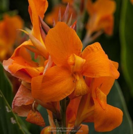 Orange and Yellow Cannas Freedom Canna © 2013 Patty Hankins