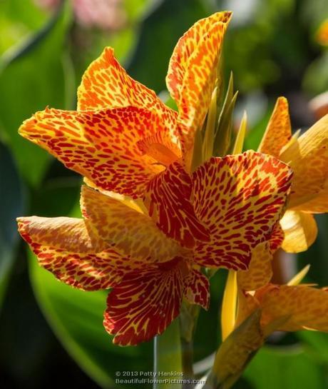Orange and Yellow Cannas Maui Punch Canna © 2013 Patty Hankins