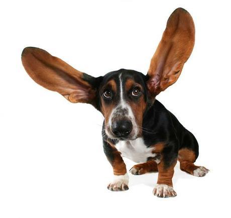 dog hearing