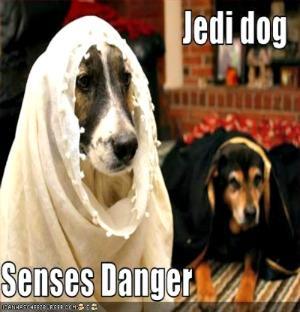 dog senses