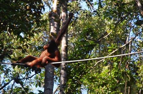 Semenggoh Orangutan Centre