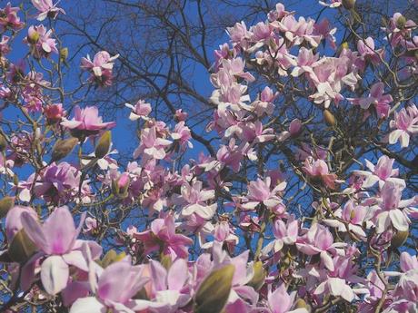 Looking Through the Magnolia