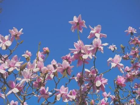 Looking Through the Magnolia