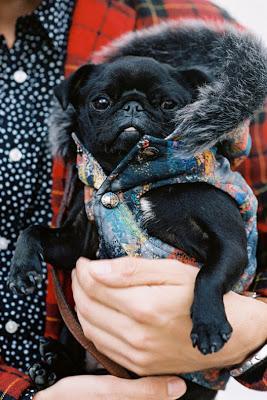 pug, dog fashion, street style, vanessa jackman