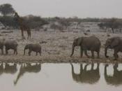 Animal Reflections Etosha National Park, Namibia #GoBigNamibia
