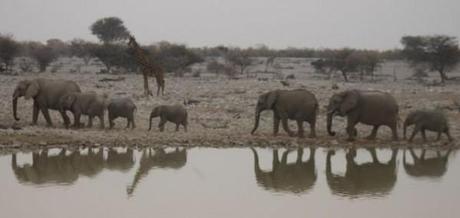 Elephants at water hole in Etosha National Park, Namibia