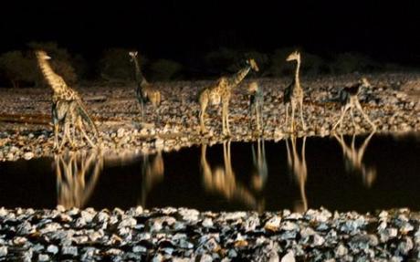 Giraffes at Okaukuejo water hole in Etosha National Park, Namibia