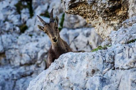 Alpine ibexes of Jôf di Montasio