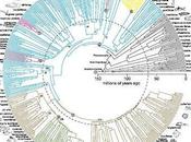 Million Years Fish Evolution Handy Figure