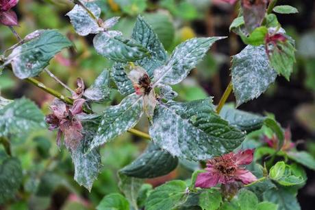 Powdery Mildew on Monarda (Bee Balm)