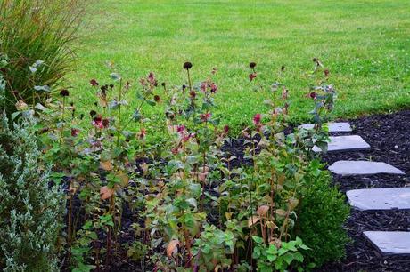 Powdery Mildew on Monarda (Bee Balm)