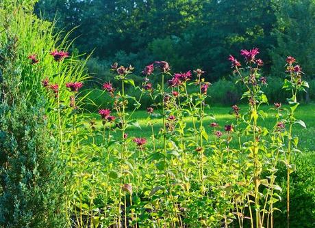 Powdery Mildew on Monarda (Bee Balm)