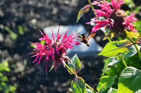 Powdery Mildew on Monarda (Bee Balm)