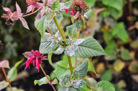 Powdery Mildew on Monarda (Bee Balm)