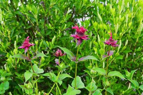 Powdery Mildew on Monarda (Bee Balm)