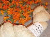 Ronaldsay Wool Dyeing with Marigolds