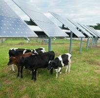 Yorkshire Dairy Uses Sun to Make Milk